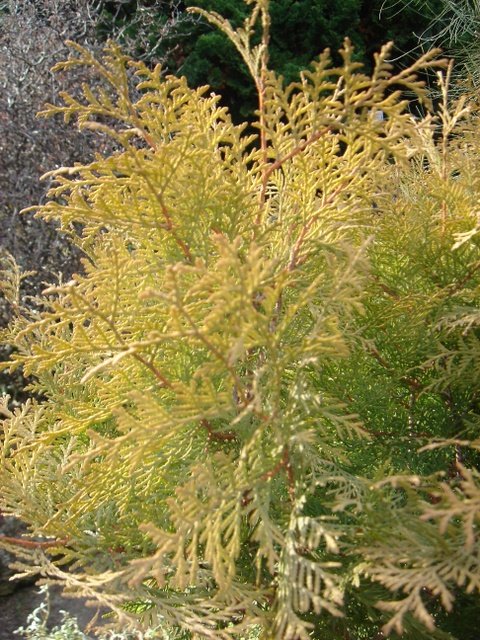 Thuja occidentalis 'Cloth of Gold'